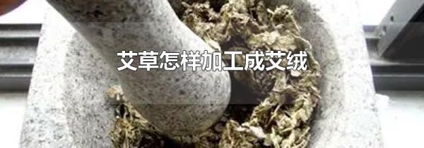 艾草怎样加工成艾绒