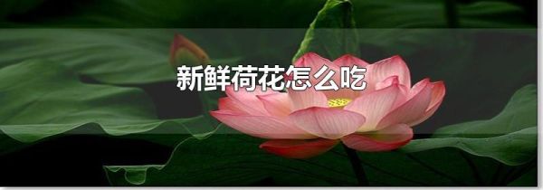 新鲜荷花怎么吃
