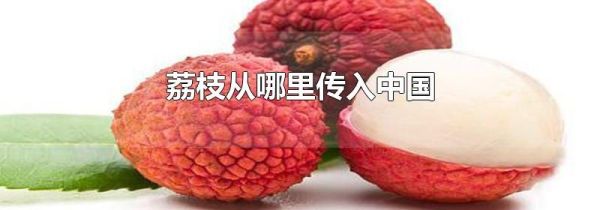荔枝从哪里传入中国