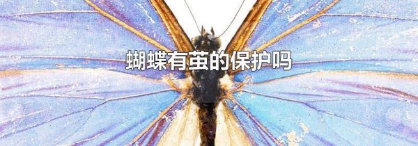 蝴蝶有茧的保护吗