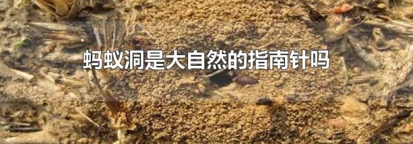 蚂蚁洞是大自然的指南针吗