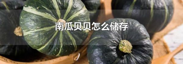 南瓜贝贝怎么储存