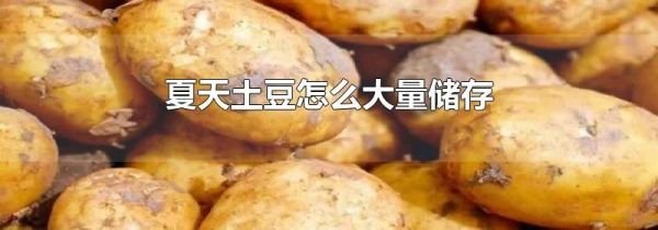 夏天土豆怎么大量储存