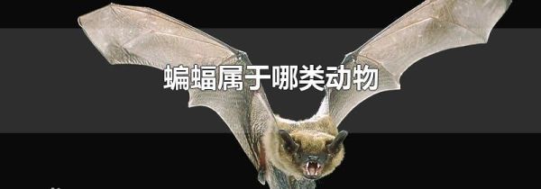 蝙蝠属于哪类动物