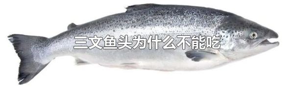 三文鱼头为什么不能吃