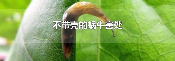 不带壳的蜗牛害处