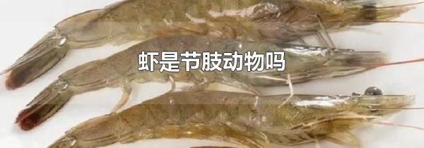 虾是节肢动物吗