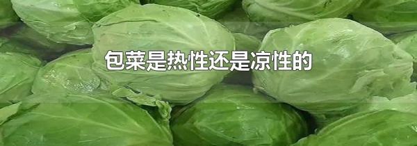包菜是热性还是凉性的