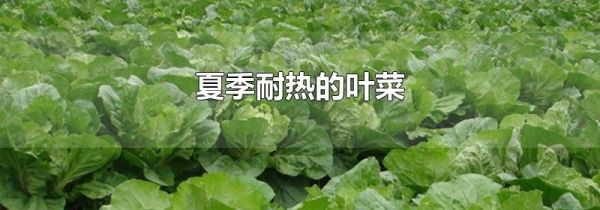 夏季耐热的叶菜
