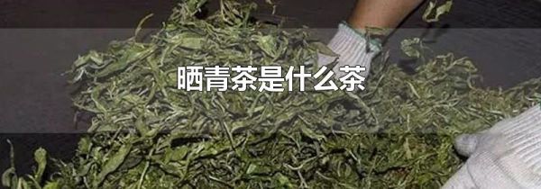 晒青茶是什么茶