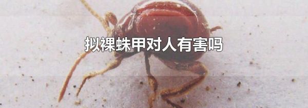 拟裸蛛甲对人有害吗