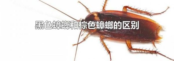 黑色蟑螂和棕色蟑螂的区别