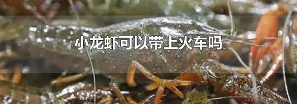 小龙虾可以带上火车吗