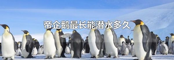 帝企鹅最长能潜水多久