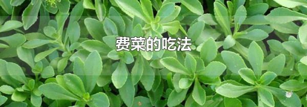 费菜的吃法