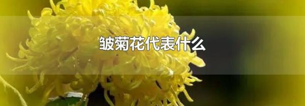 皱菊花代表什么