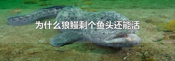 为什么狼鳗剩个鱼头还能活
