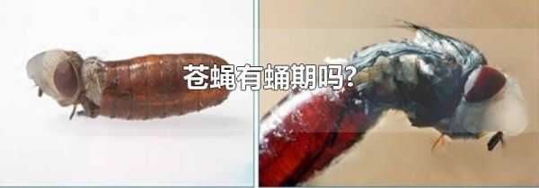 苍蝇有蛹期吗?