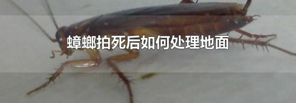 蟑螂拍死后如何处理地面