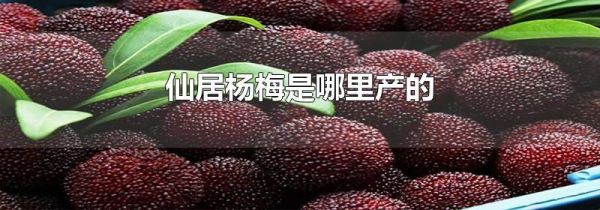 仙居杨梅是哪里产的