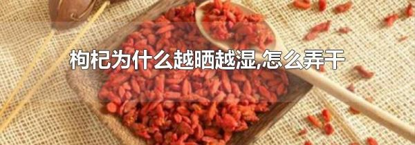 枸杞为什么越晒越湿,怎么弄干