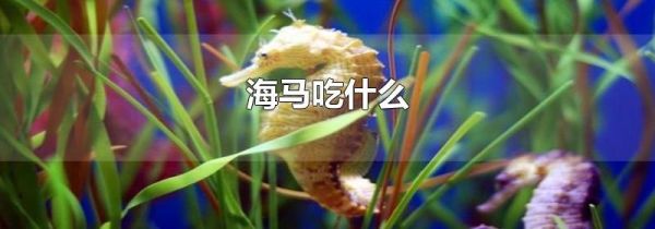 海马吃什么