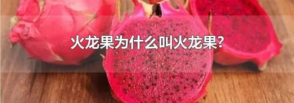火龙果为什么叫火龙果?