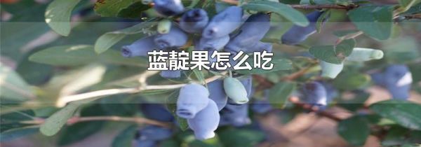 蓝靛果怎么吃