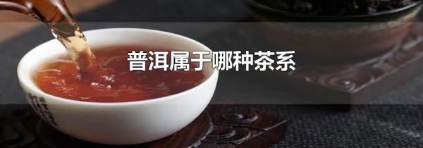 普洱属于哪种茶系
