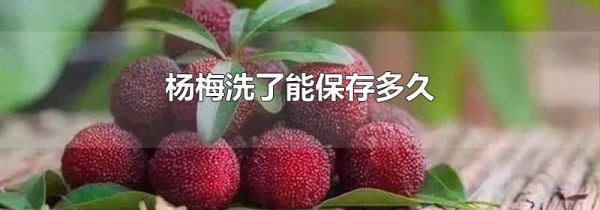 杨梅洗了能保存多久