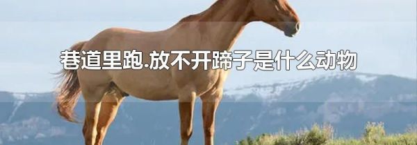 巷道里跑.放不开蹄子是什么动物