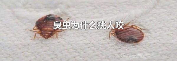 臭虫为什么挑人咬