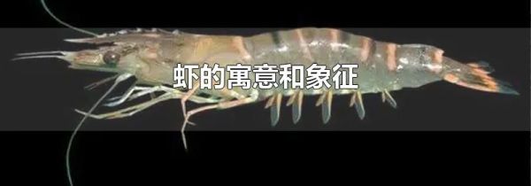 虾的寓意和象征