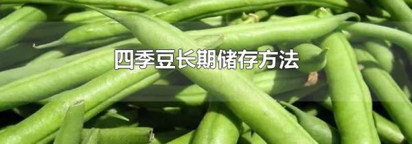四季豆长期储存方法