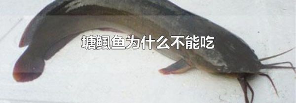 塘鲺鱼为什么不能吃
