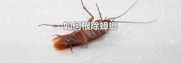 如何根除蟑螂