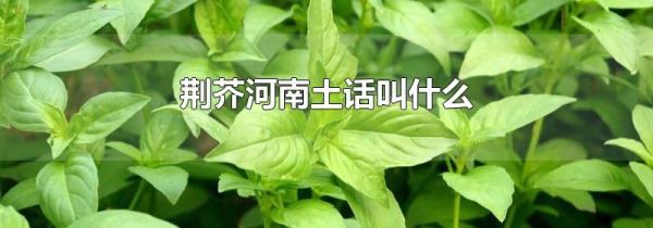荆芥河南土话叫什么