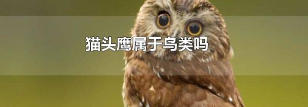猫头鹰属于鸟类吗