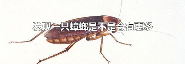 发现一只蟑螂是不是会有更多