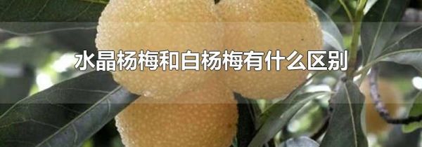水晶杨梅和白杨梅有什么区别