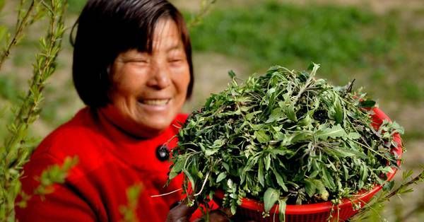 春分为什么要吃春菜？