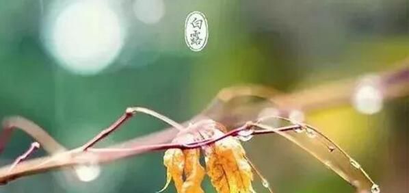 今日白露，跟这个节气有关的常识，你知道多少？