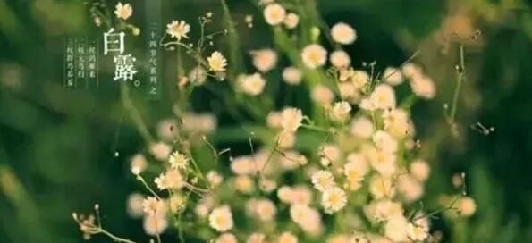 今日白露，跟这个节气有关的常识，你知道多少？