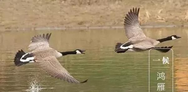 今日白露，跟这个节气有关的常识，你知道多少？