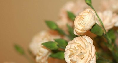 母亲节该送什么花？看完这些不再愁怎么选花了