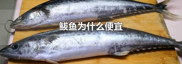 鲅鱼为什么便宜