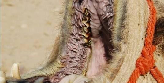 骆驼为什么能吃仙人掌？