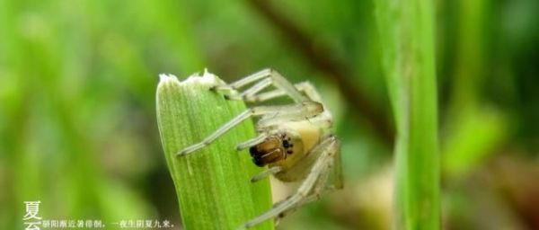 夏至将至：与夏至节气有关的诗句和壁纸