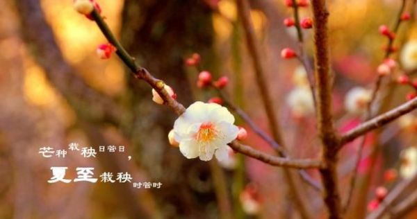 夏至将至：与夏至节气有关的诗句和壁纸