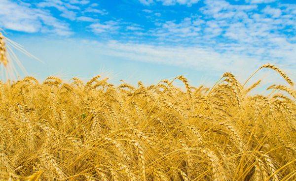 今日迎来“芒种”节气：麦黄梅熟，仲夏开始